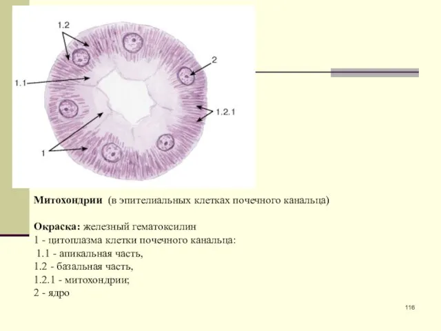 Митохондрии (в эпителиальных клетках почечного канальца) Окраска: железный гематоксилин 1 -