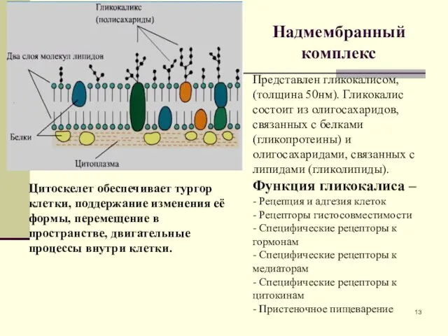 Надмембранный комплекс Представлен гликокалисом, (толщина 50нм). Гликокалис состоит из олигосахаридов, связанных