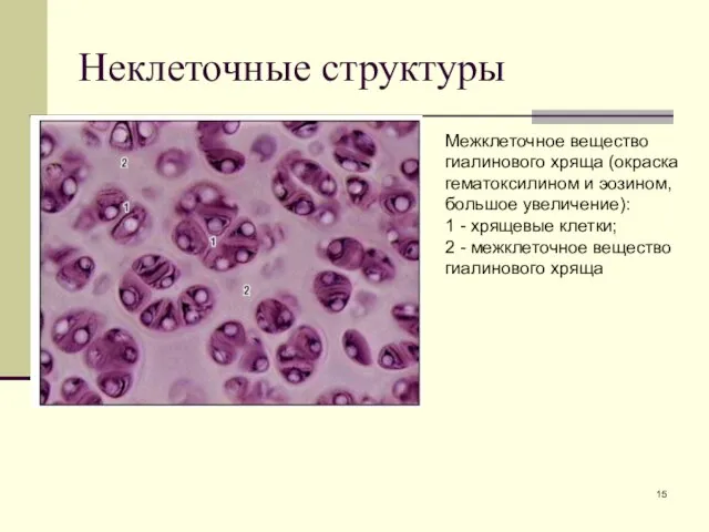 Неклеточные структуры Межклеточное вещество гиалинового хряща (окраска гематоксилином и эозином, большое