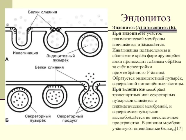 Эндоцитоз Эндоцитоз (А) и экзоцитоз (Б). При эндоцитозе участок плазматической мембраны