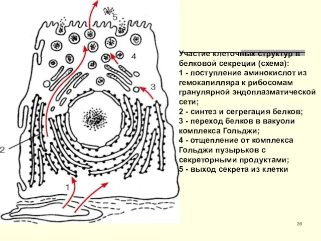 Участие клеточных структур в белковой секреции (схема): 1 - поступление аминокислот