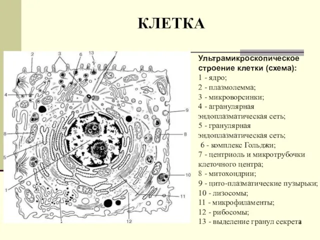 КЛЕТКА Ультрамикроскопическое строение клетки (схема): 1 - ядро; 2 - плазмолемма;