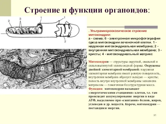 Строение и функции органоидов: . Ультрамикроскопическое строение митохондрии: а - схема;