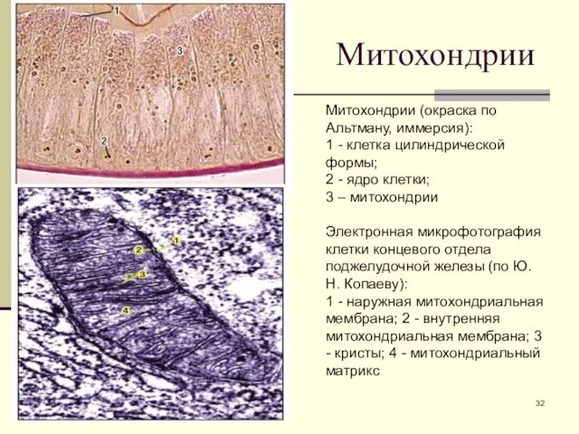 Митохондрии Митохондрии (окраска по Альтману, иммерсия): 1 - клетка цилиндрической формы;