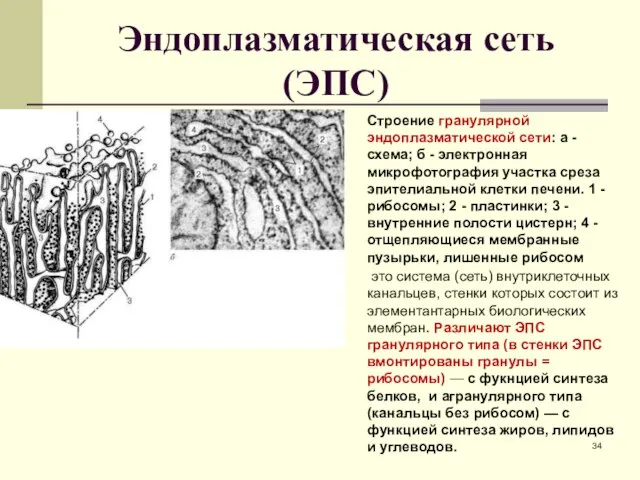 Эндоплазматическая сеть (ЭПС) Строение гранулярной эндоплазматической сети: а - схема; б