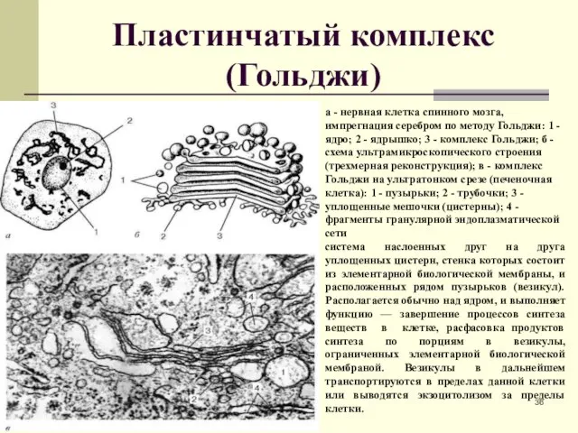 Пластинчатый комплекс (Гольджи) а - нервная клетка спинного мозга, импрегнация серебром