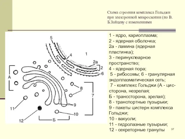 Схема строения комплекса Гольджи при электронной микроскопии (по В.Б.Зайцеву с изменениями