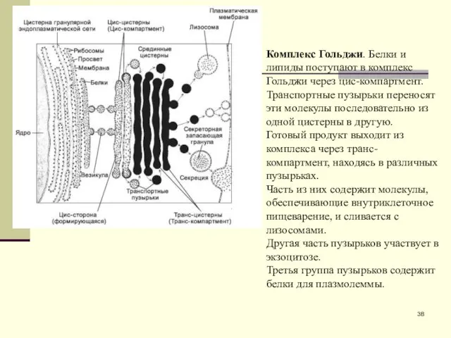 Комплекс Гольджи. Белки и липиды поступают в комплекс Гольджи через цис-компартмент.