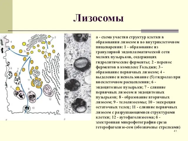 Лизосомы а - схема участия структур клетки в образовании лизосом и