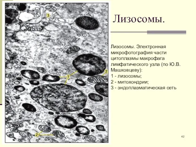 Лизосомы. Лизосомы. Электронная микрофотография части цитоплазмы макрофага лимфатического узла (по Ю.В.