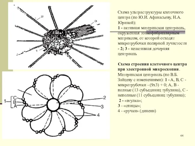 Схема ультраструктуры клеточного центра (по Ю.И. Афанасьеву, Н.А. Юриной): 1 -