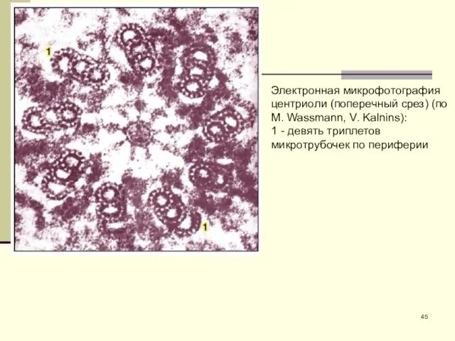 Электронная микрофотография центриоли (поперечный срез) (по M. Wassmann, V. Kalnins): 1