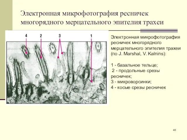 Электронная микрофотография ресничек многорядного мерцательного эпителия трахеи Электронная микрофотография ресничек многорядного