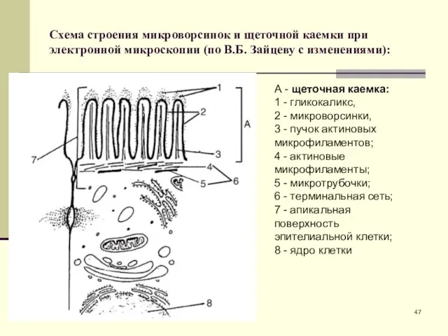 Схема строения микроворсинок и щеточной каемки при электронной микроскопии (по В.Б.