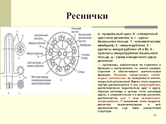 Реснички а - продольный срез; б - поперечный срез тела реснички;