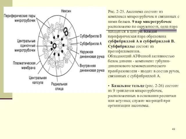 Рис. 2-25. Аксонема состоит из комплекса микротрубочек и связанных с ними