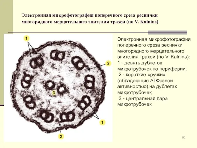 Электронная микрофотография поперечного среза реснички многорядного мерцательного эпителия трахеи (по V.