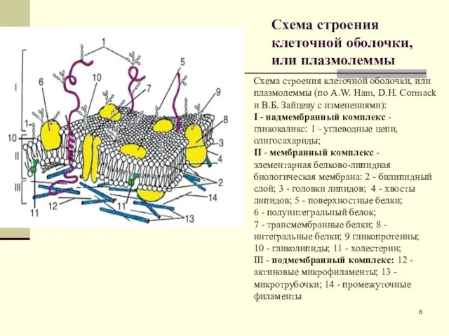 Схема строения клеточной оболочки, или плазмолеммы Схема строения клеточной оболочки, или