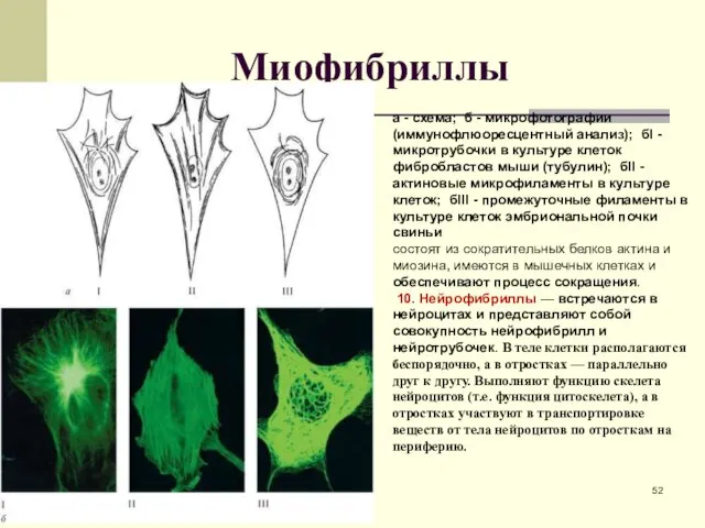 Миофибриллы а - схема; б - микрофотографии (иммунофлюоресцентный анализ); бI -