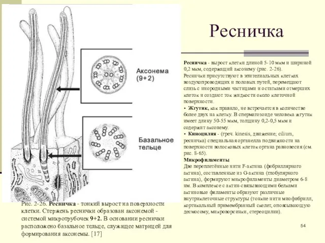 Ресничка Ресничка - вырост клетки длиной 5-10 мкм и шириной 0,2