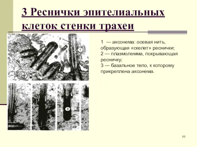 3 Реснички эпителиальных клеток стенки трахеи 1 — аксонема: осевая нить,