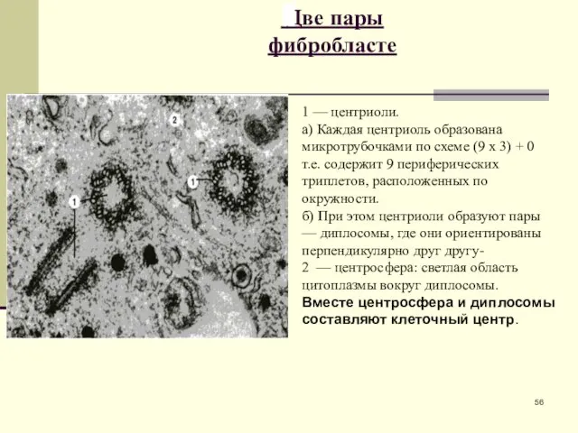 Две пары фибробласте 1 — центриоли. а) Каждая центриоль обра­зована микротрубочками