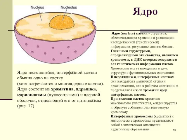 Ядро Ядро (nucleus) клетки - структура, обеспечивающая хранение и реализацию наследственной