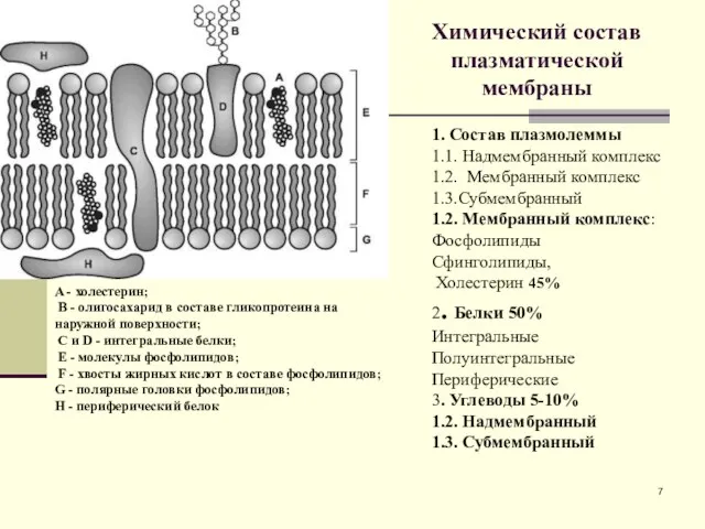 Химический состав плазматической мембраны 1. Состав плазмолеммы 1.1. Надмембранный комплекс 1.2.