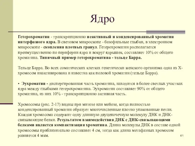 Ядро Гетерохроматин - транскрипционно неактивный и конденсированный хроматин интерфазного ядра. В