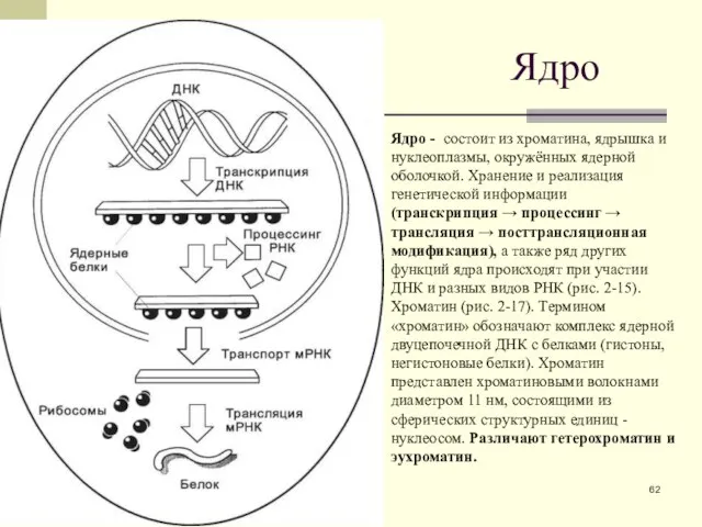 Ядро Ядро - состоит из хроматина, ядрышка и нуклеоплазмы, окружённых ядерной