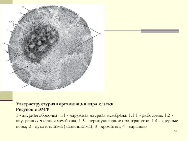 Ультраструктурная организация ядра клетки Рисунок с ЭМФ 1 - ядерная оболочка: