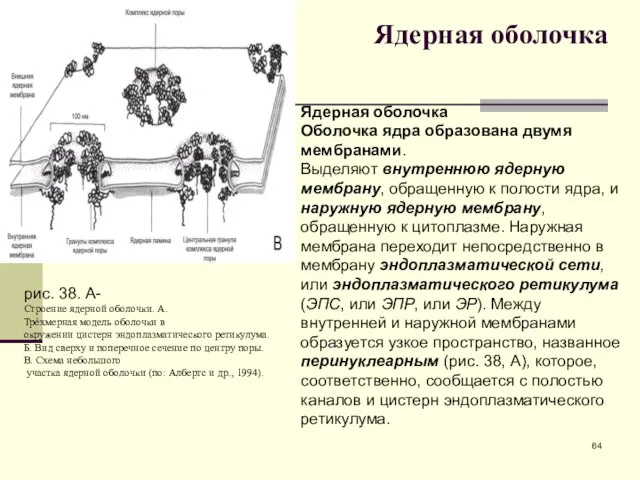 Ядерная оболочка Ядерная оболочка Оболочка ядра образована двумя мембранами. Выделяют внутреннюю