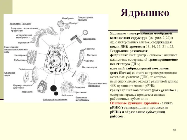 Ядрышко Ядрышко - неокружённая мембраной компактная структура (см. рис. 2-22) в