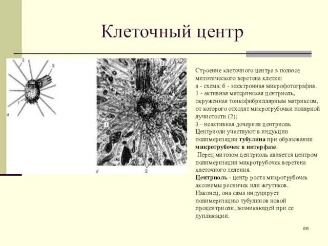 Клеточный центр Строение клеточного центра в полюсе митотического веретена клетки: а