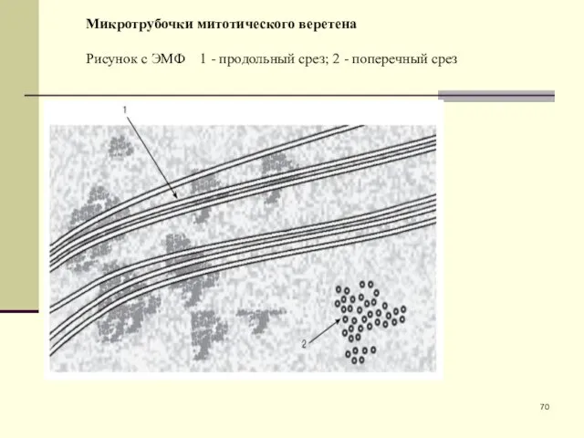 Микротрубочки митотического веретена Рисунок с ЭМФ 1 - продольный срез; 2 - поперечный срез