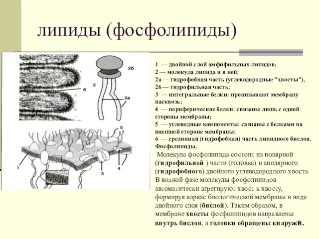 липиды (фосфолипиды) 1 — двойной слой амфифильных липидов; 2 — молекула