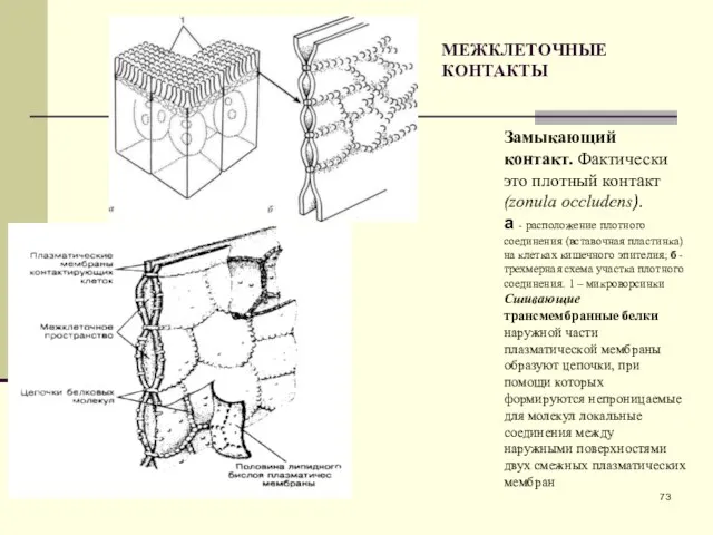 МЕЖКЛЕТОЧНЫЕ КОНТАКТЫ Замыкающий контакт. Фактически это плотный контакт (zonula occludens). а