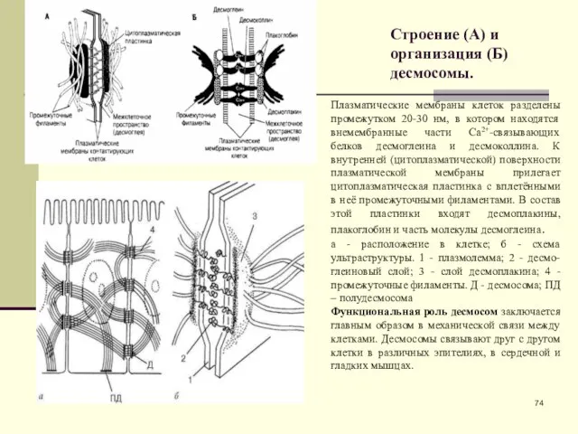 Строение (А) и организация (Б) десмосомы. Плазматические мембраны клеток разделены промежутком