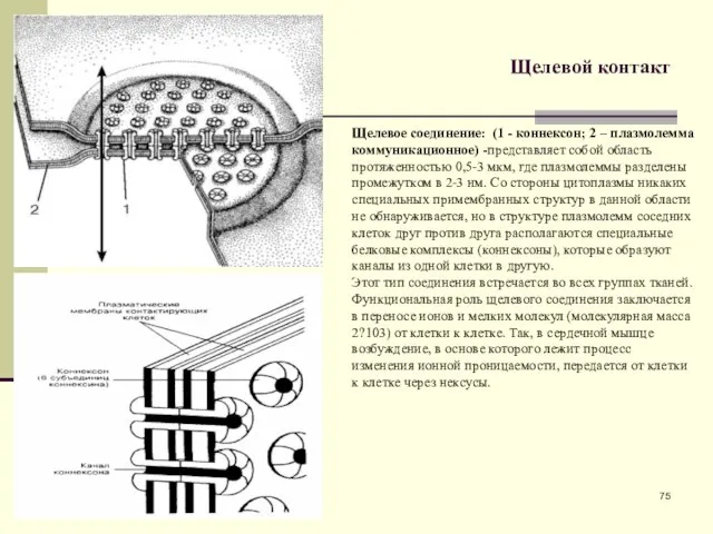 Щелевой контакт Щелевое соединение: (1 - коннексон; 2 – плазмолемма коммуникационное)