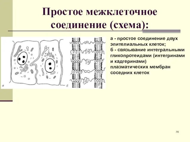 Простое межклеточное соединение (схема): а - простое соединение двух эпителиальных клеток;