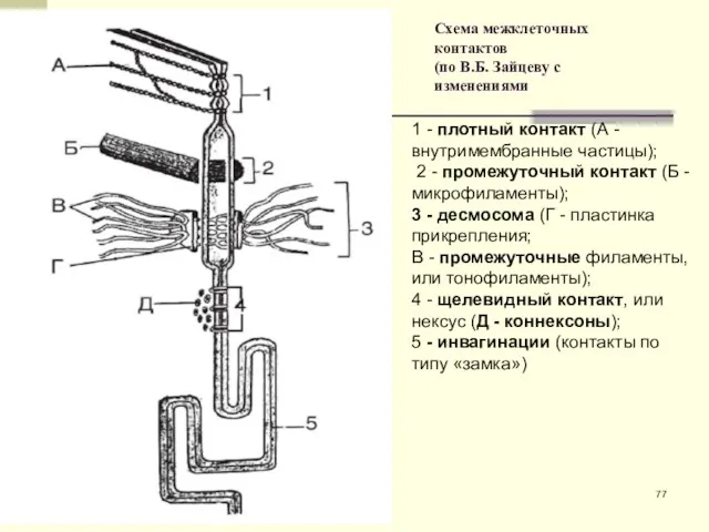 Схема межклеточных контактов (по В.Б. Зайцеву с изменениями 1 - плотный