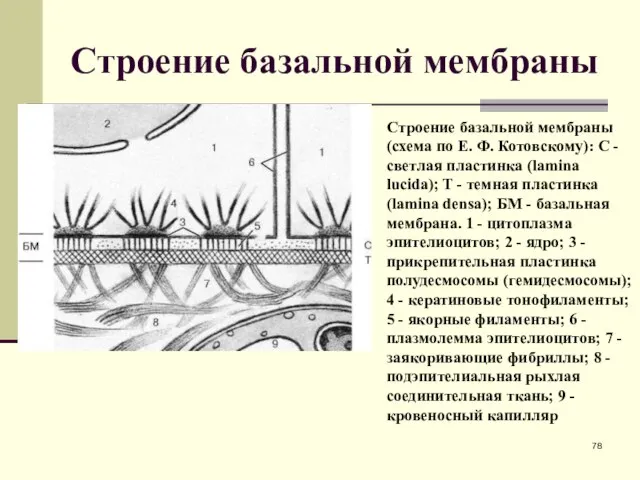 Строение базальной мембраны Строение базальной мембраны (схема по Е. Ф. Котовскому):