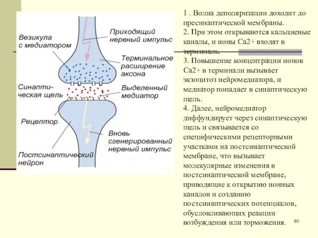 1 . Волна деполяризации доходит до пресинаптической мембраны. 2. При этом