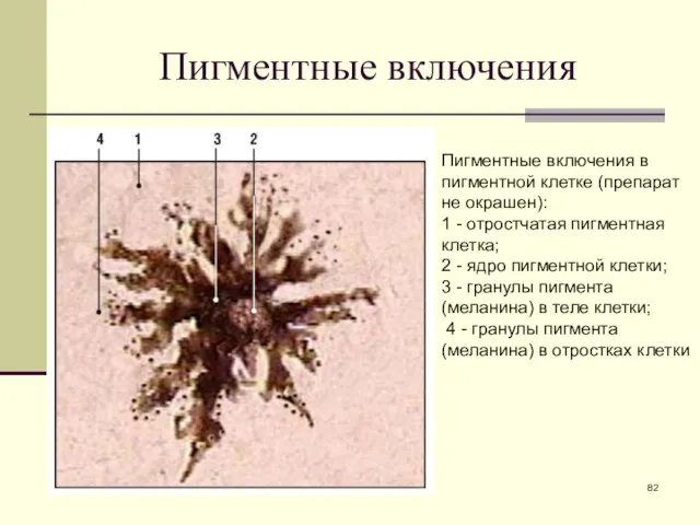 Пигментные включения Пигментные включения в пигментной клетке (препарат не окрашен): 1