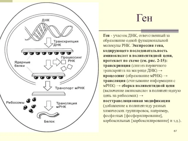 Ген Ген - участок ДНК, ответственный за образование одной функциональной молекулы