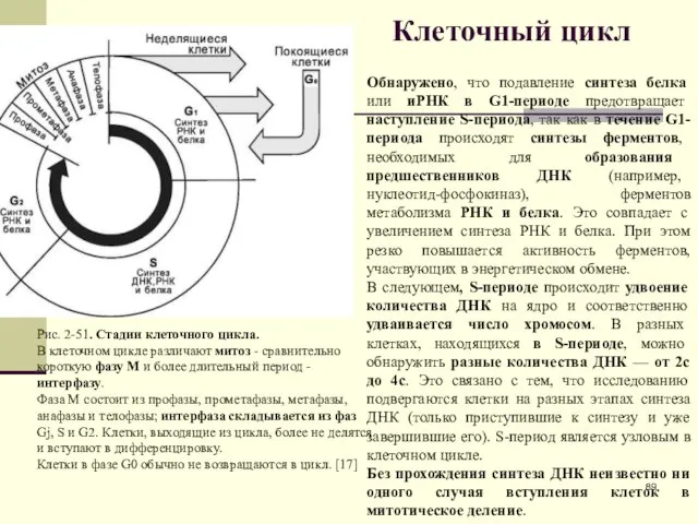 Клеточный цикл Обнаружено, что подавление синтеза белка или иРНК в G1-периоде