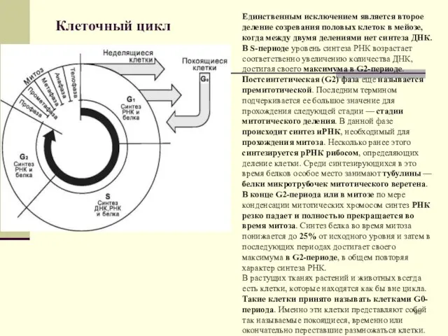 Клеточный цикл Единственным исключением является второе деление созревания половых клеток в