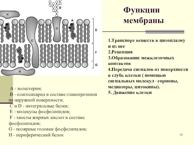 Функции мембраны A - холестерин; B - олигосахарид в составе гликопротеина