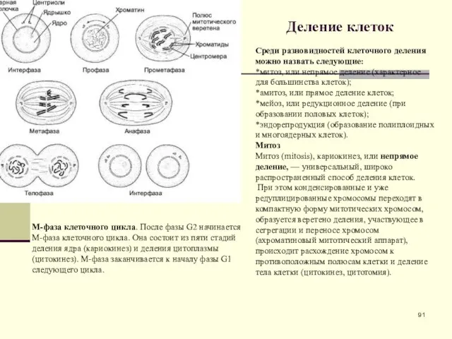 Деление клеток Среди разновидностей клеточного деления можно назвать следующие: *митоз, или