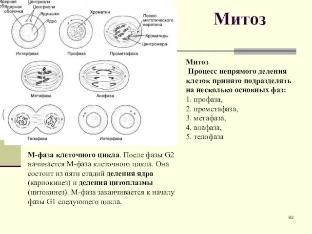 Митоз Митоз Процесс непрямого деления клеток принято подразделять на несколько основных